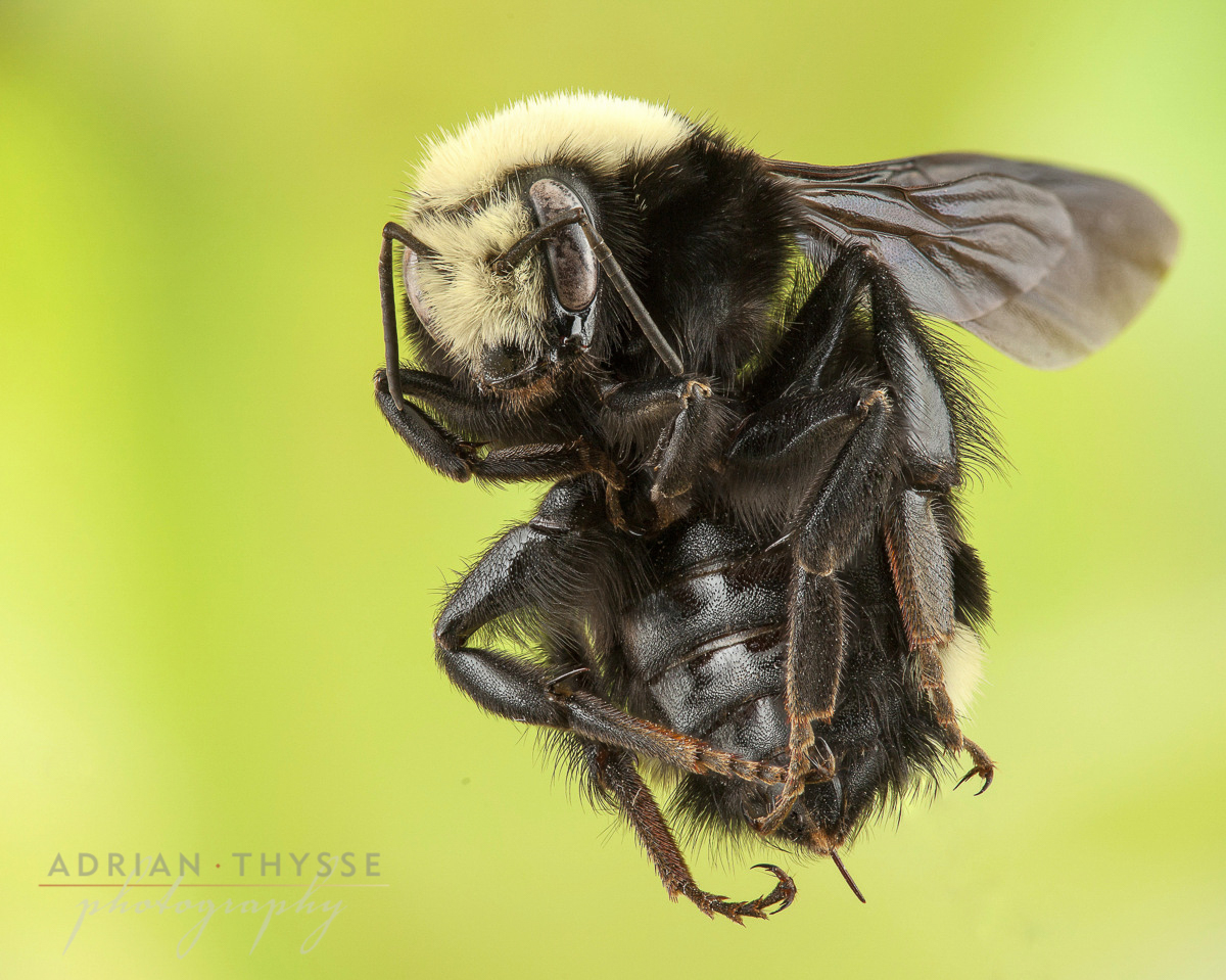 Yellow-faced Bumblebee (Bombus vosnesenskii) by Adrian Thysee ©